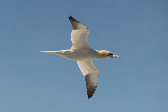 Northern gannet, Morus bassanus, in Pembrokeshire Coast National Park