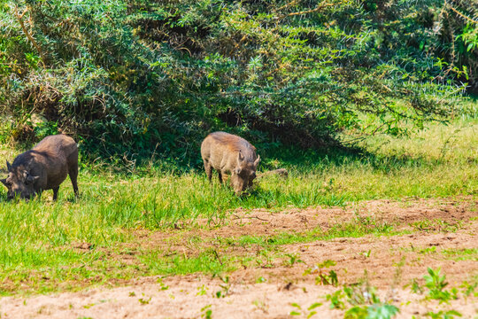 Common warthogs (Phacochoerus africanus) at Lake Manyara national park, Tanzania. Wildlife photo