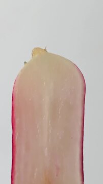 Fresh radish is cut to reveal its texture. vertical video.