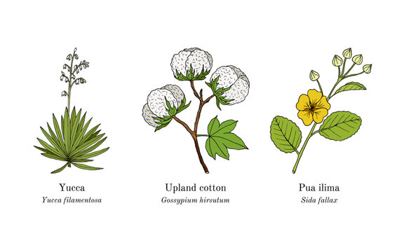 Collection of edible and medicinal plants. Hand drawn botanical vector illustration