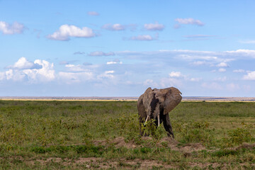 Fototapeta premium An african elephant roaming in the savana of Amboseli National Park, Kenya