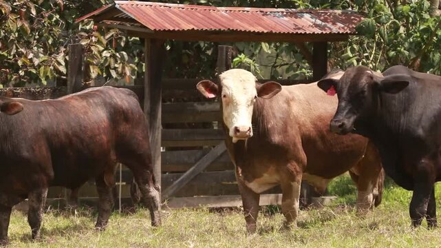VACAS, GANADO