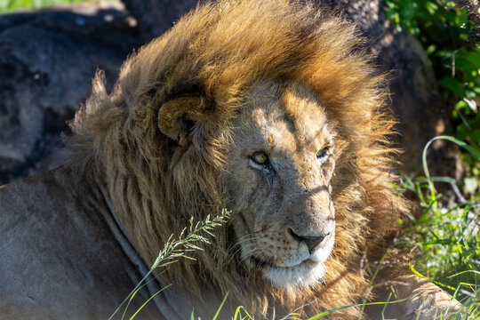 Portr&auml;t eines alten L&ouml;wen mit pr&auml;chtiger M&auml;hne im hohen Gras in Afrika