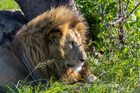 Seitliches Portr&auml;t eines alten L&ouml;wen mit pr&auml;chtiger M&auml;hne im hohen Gras in Afrika