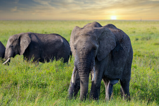 Portr&auml;t eines Afrikanischen Elefanten in Afrika zum Sonnenuntergang 