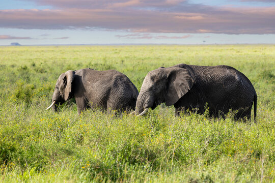 Zwei Afrikanische Elefanten im hohen Gras der Serengeti in Afrika zum Sonnenaufgang