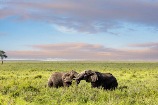Zwei Afrikanische Elefanten in der Serengeti zum Sonnenaufgang