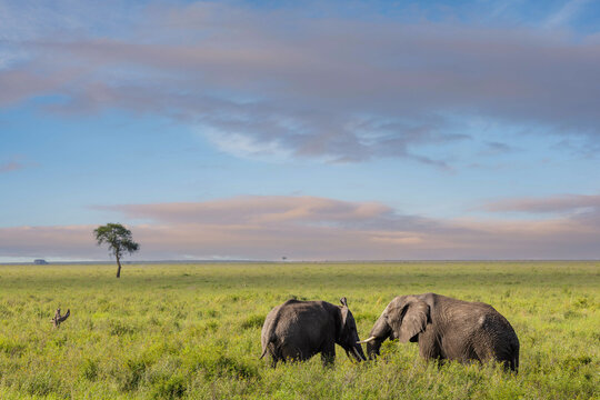 Zwei Afrikanische Elefanten in der Serengeti zum Sonnenaufgang