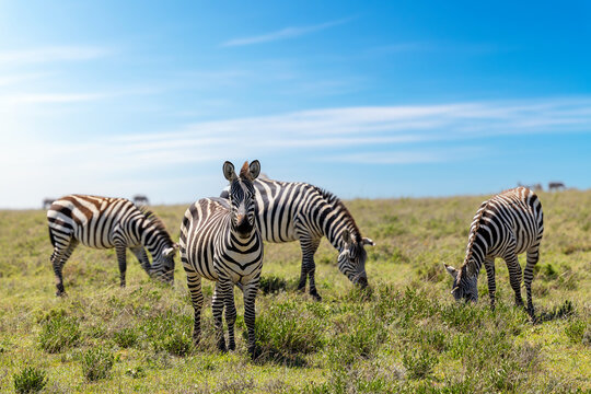 Zebras grasen in der Serengeti