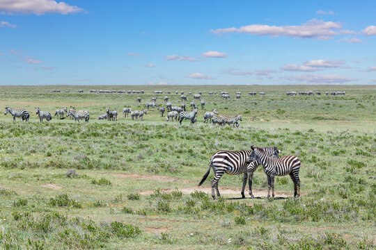 Eine Herde Zebras sammelt sich in der Serengeti zur gro&szlig;en Migration
