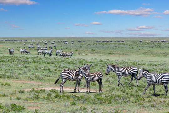 Eine Herde Zebras sammelt sich in der Serengeti zur gro&szlig;en Migration