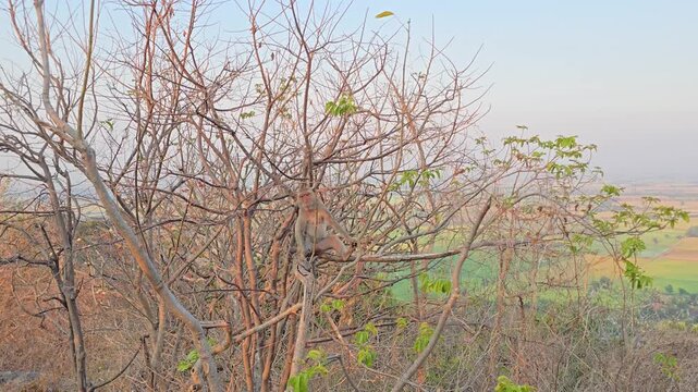 Long-tailed Macaque, Macaca fascicularis, on tree in forest.