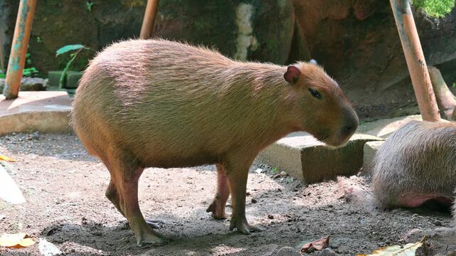 capybara under the tree