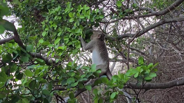 Long-tailed Macaque, Macaca fascicularis, on tree in forest.