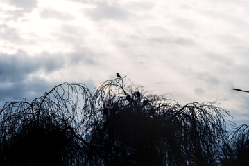 Sylwetka ptaka na drzewie o wschodzie słońca © Wojtek86