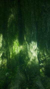 Sunlight shines through the leaves of tall trees in a forest. The light creates patterns on the rough bark. The setting shows shades of green and brown. This scene captures a moment in nature.