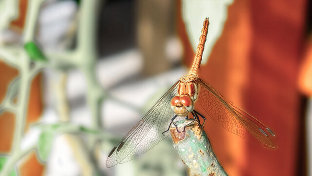 closeup of a dragonfly