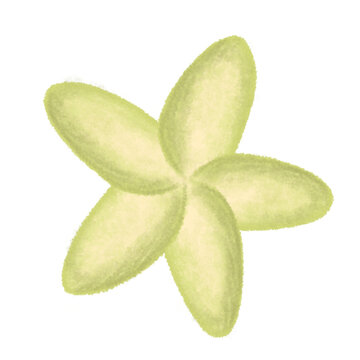 fresh tropical flower digital illustration in watercolor brush