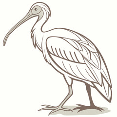 Fototapeta premium A detailed line drawing depicts a majestic white ibis standing gracefully showcasing its long curved beak and delicate plumage high quality professional