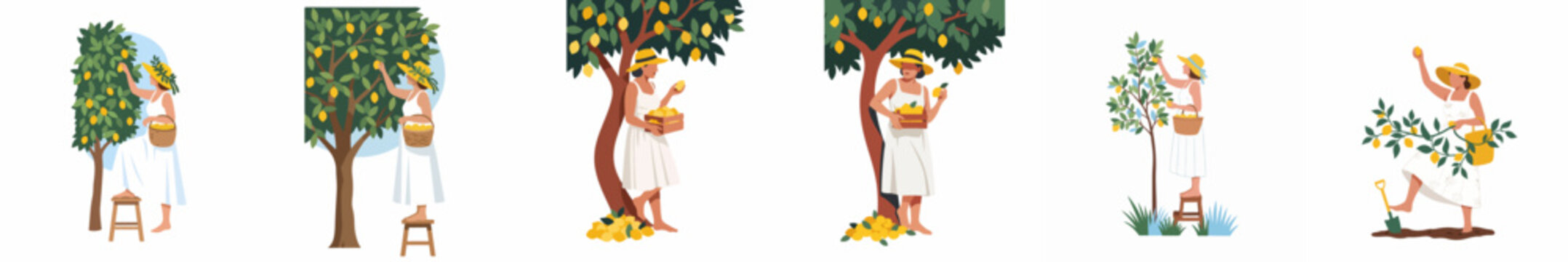 Set of illustrations featuring a woman in a white dress harvesting ripe lemons from a tree in a sunny garden setting.