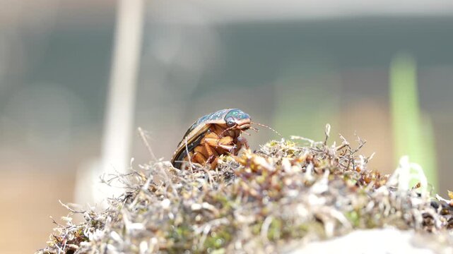 Great Diving Beetle (Dytiscus marginalis) &ndash; Adult Beetle Crawling on Moss Near Water Habitat &ndash; common in the wild in the Czech Republic