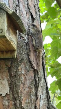 Rare daytime sighting of a flying squirrel in the Florida panhandle 