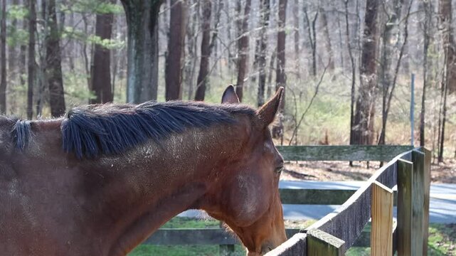 Brown Horse Cribbing and Chewing on a Wooden Fence.