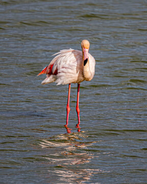 Flamenco com&uacute;n (Phoenicopterus roseus) adulto posado en aguas tranquilas de un humedal. Retrato de ave zancuda rosa con plumaje detallado y reflejo n&iacute;tido. Fotograf&iacute;a de vida silvestre.
