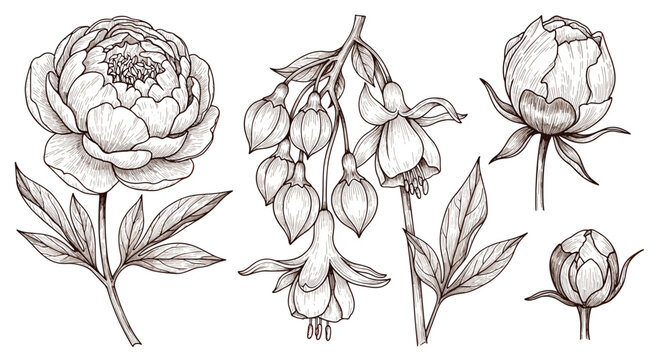 Detailed vintage style botanical sketches of peony and fuchsia flowers with leaves in sepia tones on white background.