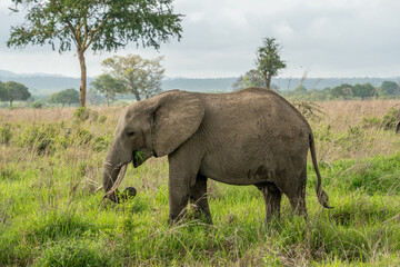 Fototapeta premium African elephant.