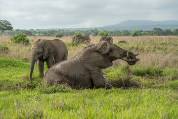 Fototapeta premium African elephant.