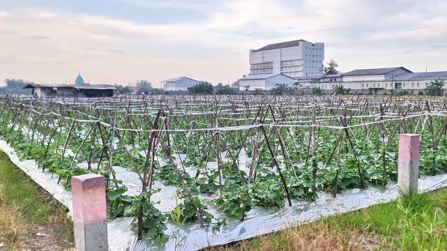 Sidoarjo, Indonesia - 6 April 2026: Urban Watermelon Farm with Trellis Rows Agriculture in the Middle of the City
