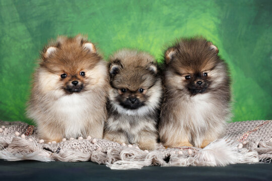three cute pomeranian spitz puppies sitting together on green background