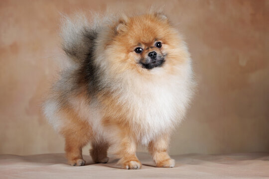 beautiful pomeranian spitz dog standing on beige background