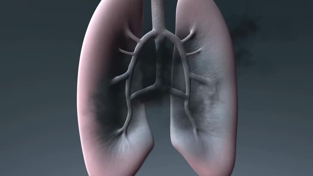 Detailed 3D animation of human lungs showcasing healthy and unhealthy states. Essential for medical education and health awareness