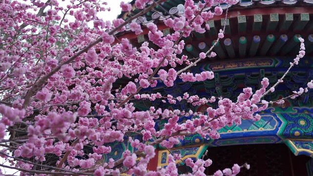 Traditional Chinese Architecture with falling pink petals from Plum Blossoming Flowers in Spring