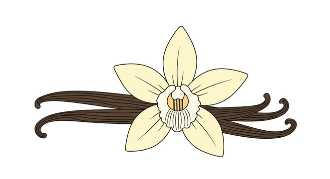 Beautiful vanilla orchid flower with several brown vanilla bean pods underneath it isolated on a white background for food or beauty products.