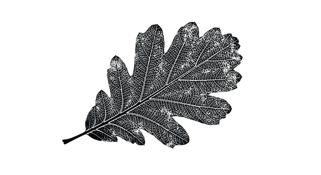 Detailed skeleton of an oak leaf with intricate vein patterns in black and white style representing nature and biology.