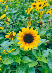 Obraz premium Single Dwarf Helianthus