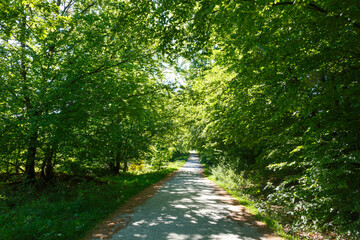Fototapeta premium Nationalpark Eifel, Nordrhein-Westfalen, Deutschland, Naturschutzgebiet, Buchenwälder, Wald, Renaturierung, Weg durch den Nationalpark, barreierefrei