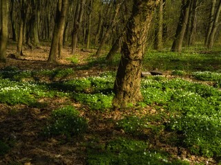 Fototapeta premium Spring forest with white flowers under the trees. First greens in the woods. Nature comes to life after winter.