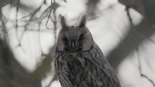 Long-eared owl perched on tree branch. Long-eared owl sitting in early spring forest. Close up of long-eared owl head with orange eyes and ears tufts blinking among mossy branches in nature background