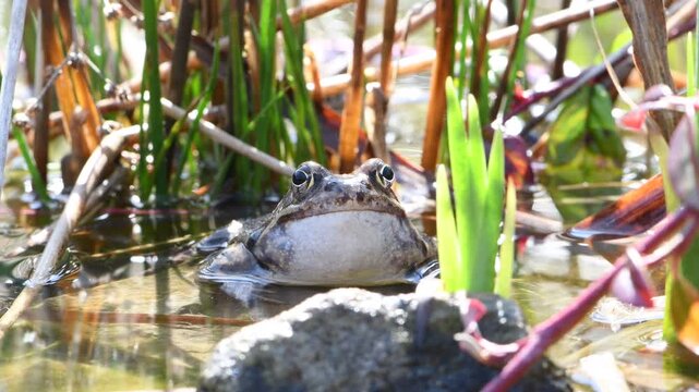 Common Frog (Rana temporaria) &ndash; Close-Up Male Calling on Pond Surface &ndash; amphibian breeding season in spring