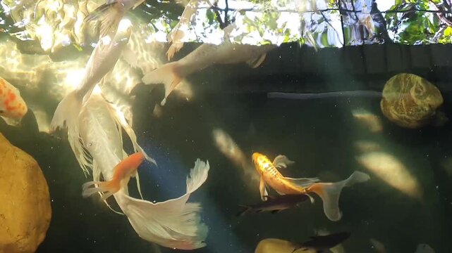 Big koi swim slowly in a large aquarium. Taisho Sanshoku has white, red and jet black. Showa Sanshoku has a white body. Carp is a popular ornamental fish species. Freshwater fish of the carp group

