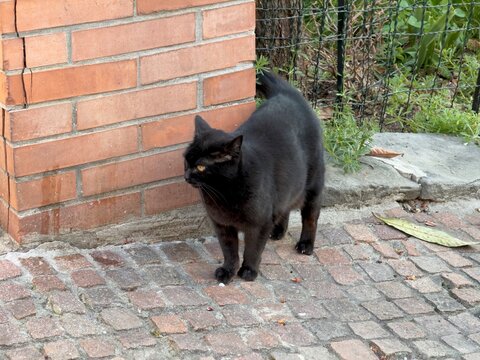 black cat on the street