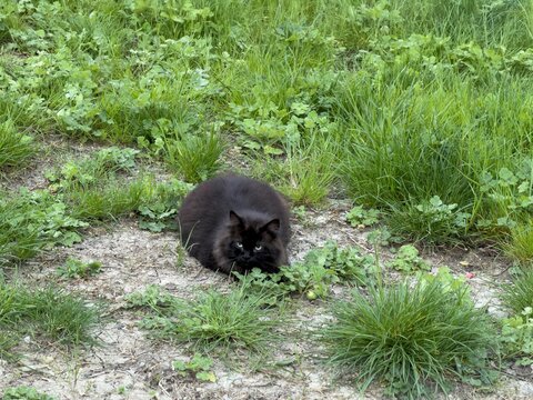 Black cat in the garden