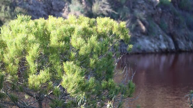 Pine tree growing near the acidic waters of the Lousal Mine in Portugal