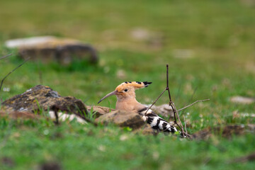a hoopoe (upupa epops) walking through a grassy balkan field, showcasing its iconic crest, long curved beak, and striking black and white barred wings © Andrey