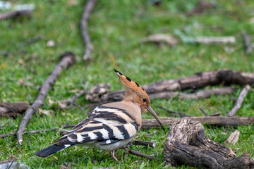 a hoopoe (upupa epops) foraging on the grassy balkan forest floor among fallen branches, showcasing its striking black and white barred wings and characteristic cinnamon-colored crest. © Andrey