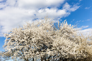 Drzewo obsypane białymi kwiatami na tle niebieskiego nieba © kubikactive
